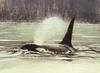 Killer Whale (Orcinus orca)