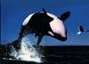 Killer Whale (Orcinus orca)