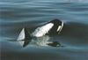 Killer Whale (Orcinus orca)