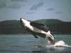 Killer Whale (Orcinus orca)