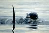 Killer Whales (Orcinus orca)