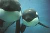 Killer Whale mother and calf (Orcinus orca)