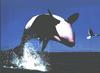 Killer Whale (Orcinus orca)