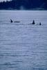 Killer Whale pod (Orcinus orca)