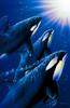 [Animal Art] Killer Whale pod (Orcinus orca)