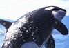 Killer Whale (Orcinus orca)