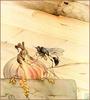 Pelopaeus Spirifex by Edward Julius Detmold