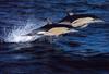 Common Dolphins (Delphinus delphis)