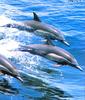 Common Dolphins (Delphinus delphis)