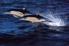 Common Dolphins (Delphinus delphis)