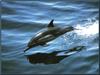 Common Dolphin (Delphinus delphis)