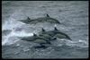 Common Dolphins (Delphinus delphis)