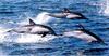 Common Dolphins (Delphinus delphis)