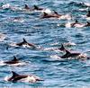 Common Dolphin pod (Delphinus delphis)