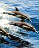 Common Dolphin pod (Delphinus delphis)