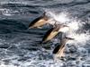 Common Dolphins (Delphinus delphis)