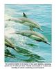 Common Dolphin pod (Delphinus delphis)