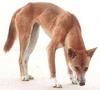 Dingo (Canis lupus dingo)