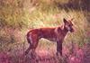 Dingo (Canis lupus dingo)