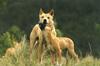 Dingo (Canis lupus dingo)