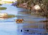 Frazer Island Dingo (Canis lupus dingo)