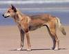 Dingo (Canis lupus dingo)