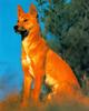 Dingo (Canis lupus dingo)