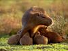 Capybara mother and cubs (Hydrochaeris hydrochaeris)