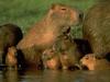 Capybara family (Hydrochaeris hydrochaeris)