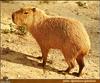 Capybara (Hydrochaeris hydrochaeris)