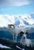 Dall Sheep rams (Ovis dalli)