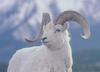 Dall Sheep ram (Ovis dalli)