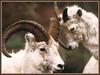 Dall Sheep pair (Ovis dalli)