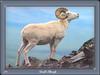 Dall Sheep ram (Ovis dalli)