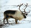 Reindeer (Rangifer tarandus)