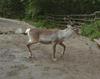 Reindeer (Rangifer tarandus)