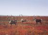 Caribou (Rangifer tarandus)