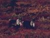 Caribou (Rangifer tarandus)