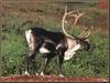 Caribou (Rangifer tarandus)