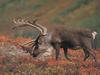 Caribou (Rangifer tarandus)