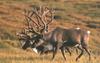 Caribou (Rangifer tarandus)