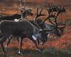 Caribou (Rangifer tarandus)