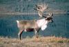 Caribou (Rangifer tarandus)