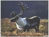 Caribou (Rangifer tarandus)