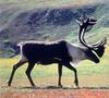 Caribou (Rangifer tarandus)