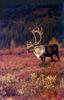 Caribou (Rangifer tarandus)