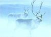 [Animal Art - Robert Bateman] Peary's Caribou (Rangifer tarandus pearyi)