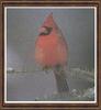 Northern Cardinal (Cardinalis cardinalis)