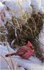 [Animal Art - Robert Bateman] Northern Cardinal (Cardinalis cardinalis)