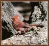 Northern Cardinal (Cardinalis cardinalis)